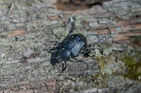 Attēlu rezultāti vaicājumam “Gnorimus variabilis”