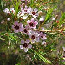 Attēlu rezultāti vaicājumam “Craterium aureonucleatum young”