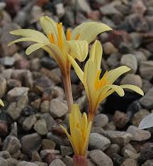 Attēlu rezultāti vaicājumam “Colchicum luteum flower”