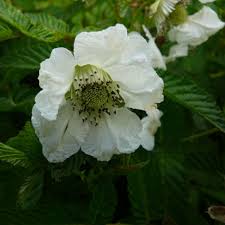 Attēlu rezultāti vaicājumam “Rubus illecebrosus”