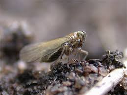 Attēlu rezultāti vaicājumam “Javesella pellucida”