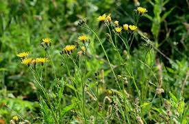 Attēlu rezultāti vaicājumam “Crepis paludosa leaf”