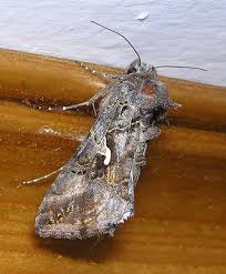 Attēlu rezultāti vaicājumam “Autographa excelsa”