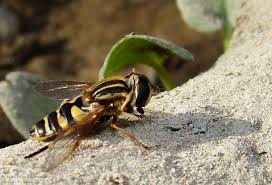 Attēlu rezultāti vaicājumam “Helophilus sp.”