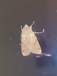 Attēlu rezultāti vaicājumam “Agrochola litura imago”