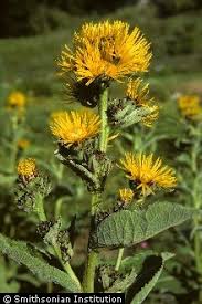 Image result for Inula helenium
