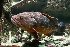 Image result for Epinephelus marginatus