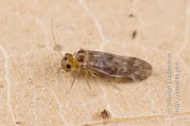 Attēlu rezultāti vaicājumam “Metylophorus nebulosus”