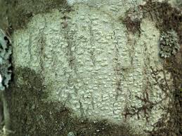 Attēlu rezultāti vaicājumam “Pertusaria leioplaca”