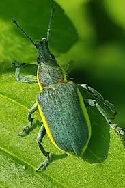 Attēlu rezultāti vaicājumam “Chlorophanus viridis”
