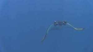 Image result for Mobula tarapacana