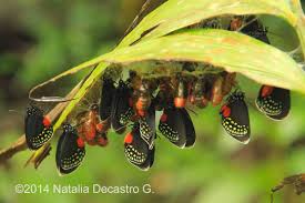 Attēlu rezultāti vaicājumam “Trichia contorta young”