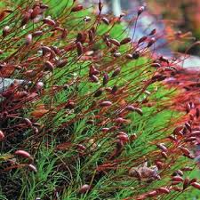 Attēlu rezultāti vaicājumam “Breidleria pratensis”