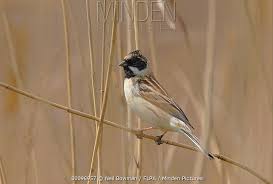 Image result for Emberiza pallasi