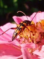 Attēlu rezultāti vaicājumam “Strangalia attenuata”