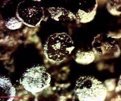 Attēlu rezultāti vaicājumam “Badhamia capsulifera var. arborea spores”