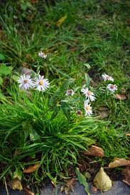 Image result for Aster lanceolatus