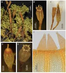 Attēlu rezultāti vaicājumam “Orthotrichum diaphanum sporophyte”