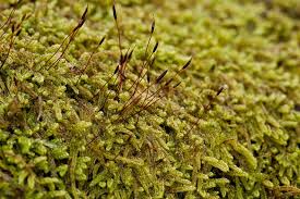 Attēlu rezultāti vaicājumam “Sciuro-hypnum curtum sporophyte”