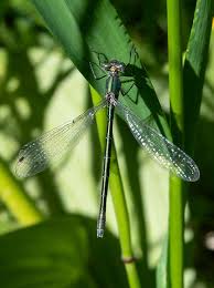 Attēlu rezultāti vaicājumam “Lestes dryas female”