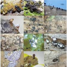Attēlu rezultāti vaicājumam “Craterium minutum”