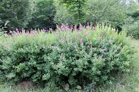 Attēlu rezultāti vaicājumam “Spiraea salicifolia”