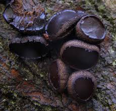 Attēlu rezultāti vaicājumam “Bulgaria inquinans”