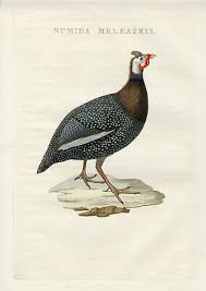 Attēlu rezultāti vaicājumam “Numida meleagris”