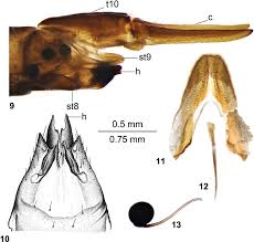 Attēlu rezultāti vaicājumam “Tipulidae female”