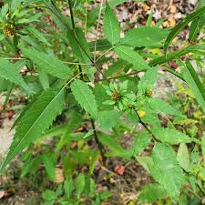 Attēlu rezultāti vaicājumam “Bidens frondosa”