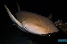 Image result for Ginglymostoma unami