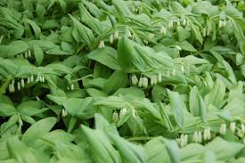 Attēlu rezultāti vaicājumam “Polygonatum odoratum”