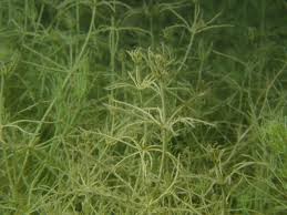 Attēlu rezultāti vaicājumam “Chara contraria”