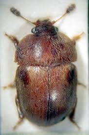 Attēlu rezultāti vaicājumam “Cychramus variegatus”