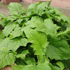 Attēlu rezultāti vaicājumam “Lapsana communis leaf”