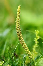 Attēlu rezultāti vaicājumam “Plantago major subsp. intermedia leaf”
