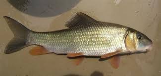 Image result for Moxostoma duquesnei