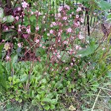 Attēlu rezultāti vaicājumam “Saxifraga cymbalaria fruit”
