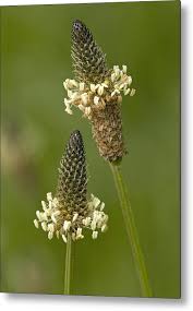 Attēlu rezultāti vaicājumam “Plantago lanceolata”