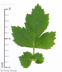 Attēlu rezultāti vaicājumam “Geum urbanum leaf”