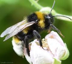 Attēlu rezultāti vaicājumam “Psithyrus sylvestris”