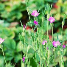 Image result for Kornrade