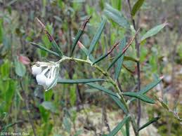 Attēlu rezultāti vaicājumam “Andromeda polifolia fruit”