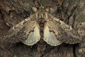 Attēlu rezultāti vaicājumam “Peridea anceps”