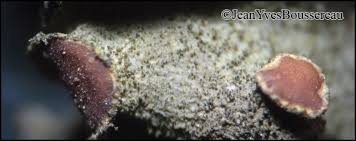 Attēlu rezultāti vaicājumam “Leptogium saturninum”