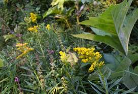 Attēlu rezultāti vaicājumam “Solidago canadensis”