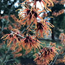 Attēlu rezultāti vaicājumam “Hamamelis japonica bud”