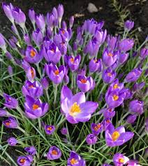 Attēlu rezultāti vaicājumam “Crocus”