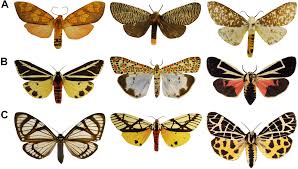 Attēlu rezultāti vaicājumam “Arctiidae”