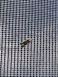 Attēlu rezultāti vaicājumam “Epinotia ramella”